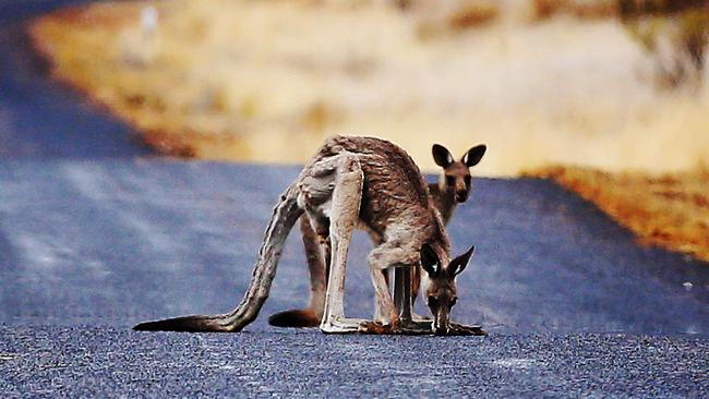 Kangaroos drinking from a puddle on a road during the drought.