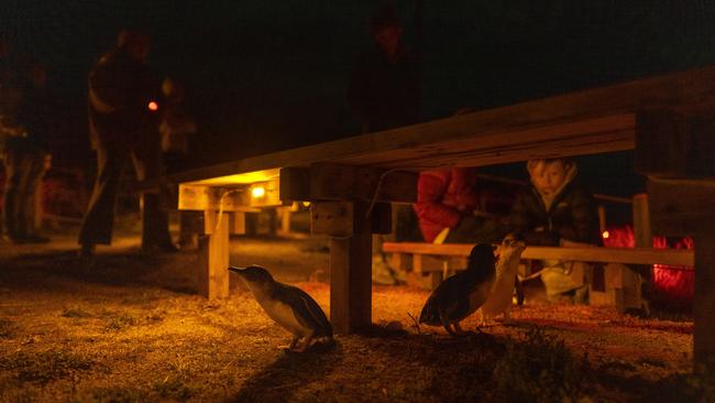 Little penguins have returned to Bicheno