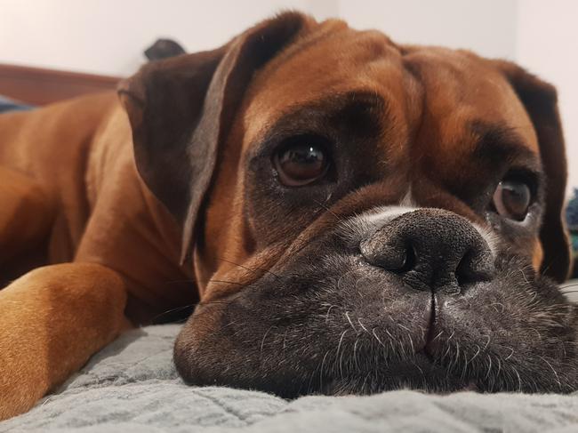 South Australia's Cutest Dogs for 2022. Brendon Ferenczfy, Paralowie. Dog Darcy the Boxer