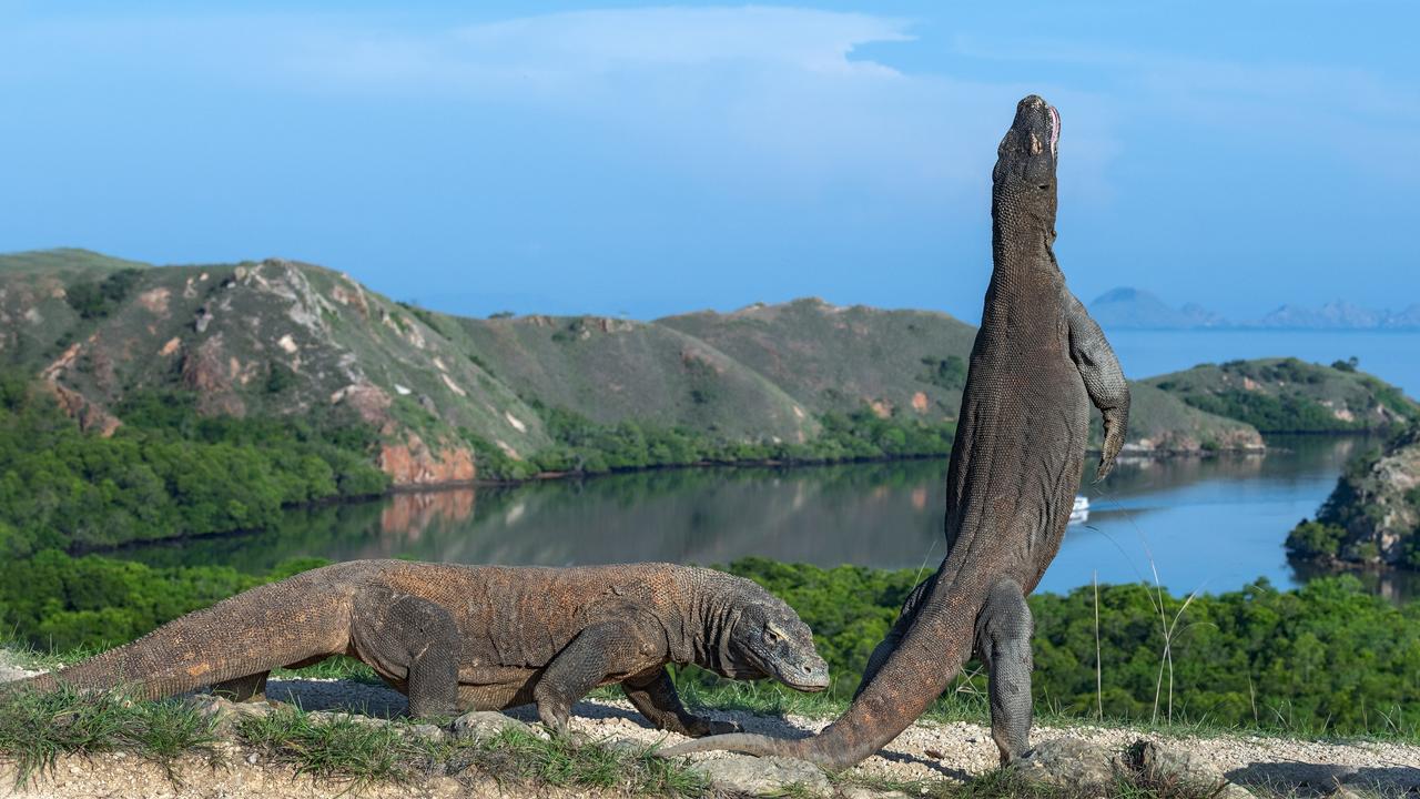 chattanooga-zoo-confirms-three-young-male-komodo-dragons-were-produced