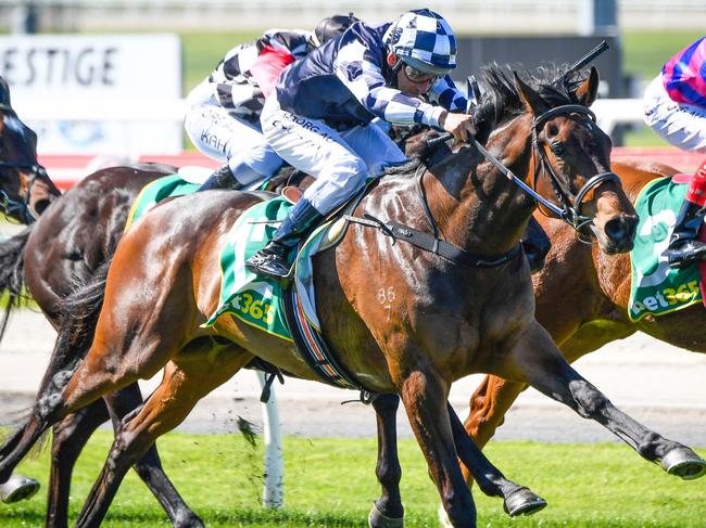 Young Werther (NZ) ridden by Damien Oliver wins the Bet365 Top Tote Plus 3YO Maiden Plate at Geelong Racecourse on September 06, 2020 in Geelong, Australia. (Reg Ryan/Racing Photos)