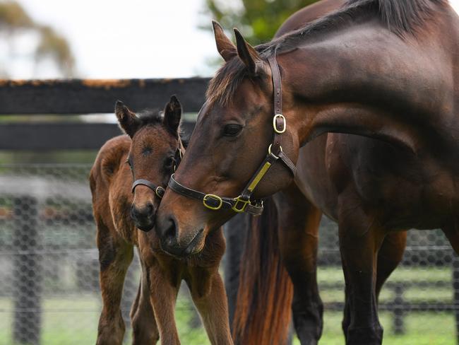 Winx and her foal who was born in October. Picture: WINX OWNERSHIP GROUP