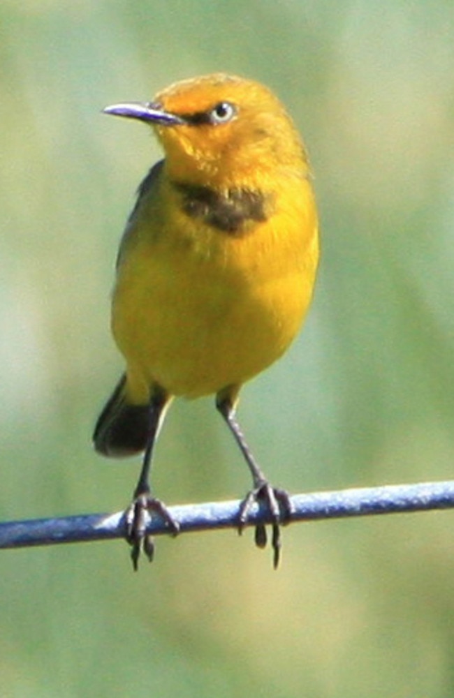 The Capricorn Yellow Chat is just one of the bird species that can be discovered in the region. Photo Contributed