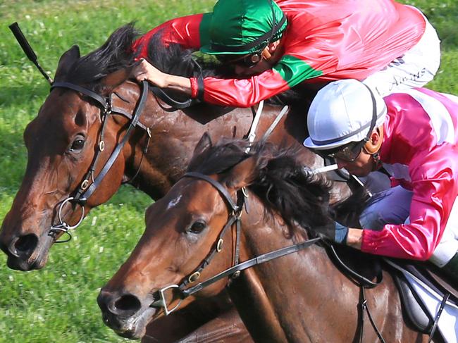 Dixie Blossoms (red and white stripes) wins race 8 at Royal Randwick. . Pic Jenny Evans