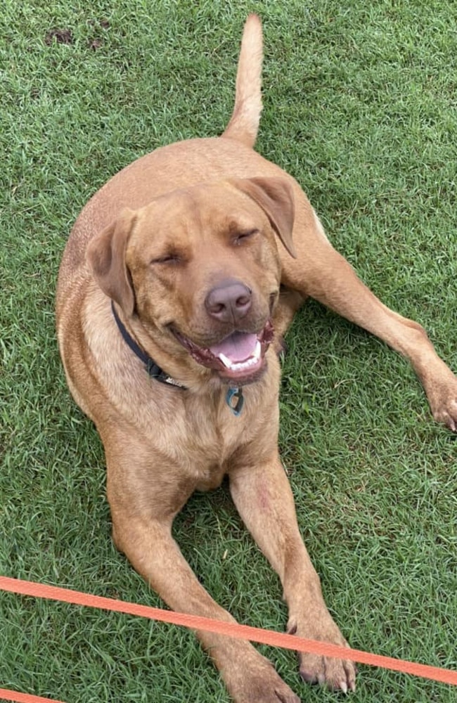Hurley: Annette Whittaker's 2 year old Mastiff x