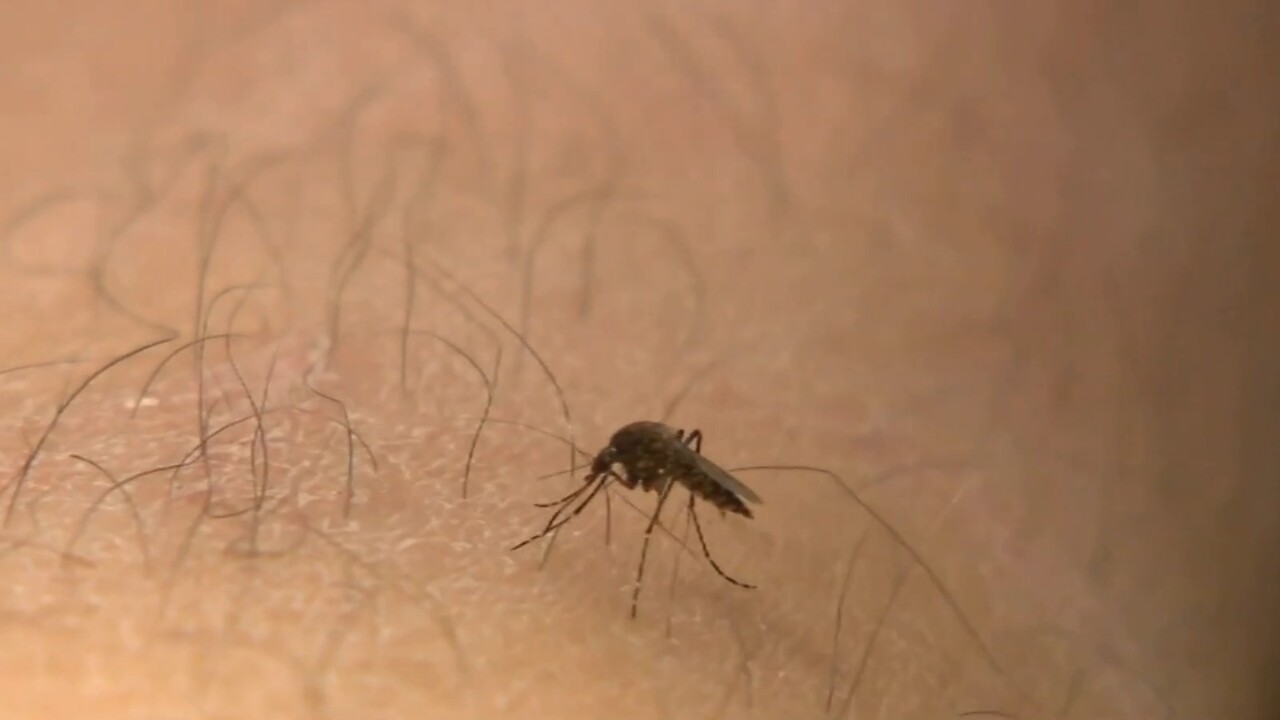 Mosquitoes favour humans as their meal