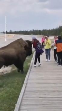 Tourists are getting too close to wild bison at Yellowstone National Park