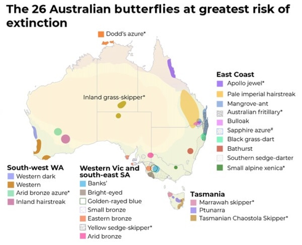 A map has revealed the top 16 butterfly species at risk of extinction in Australia. Picture: The Conversation