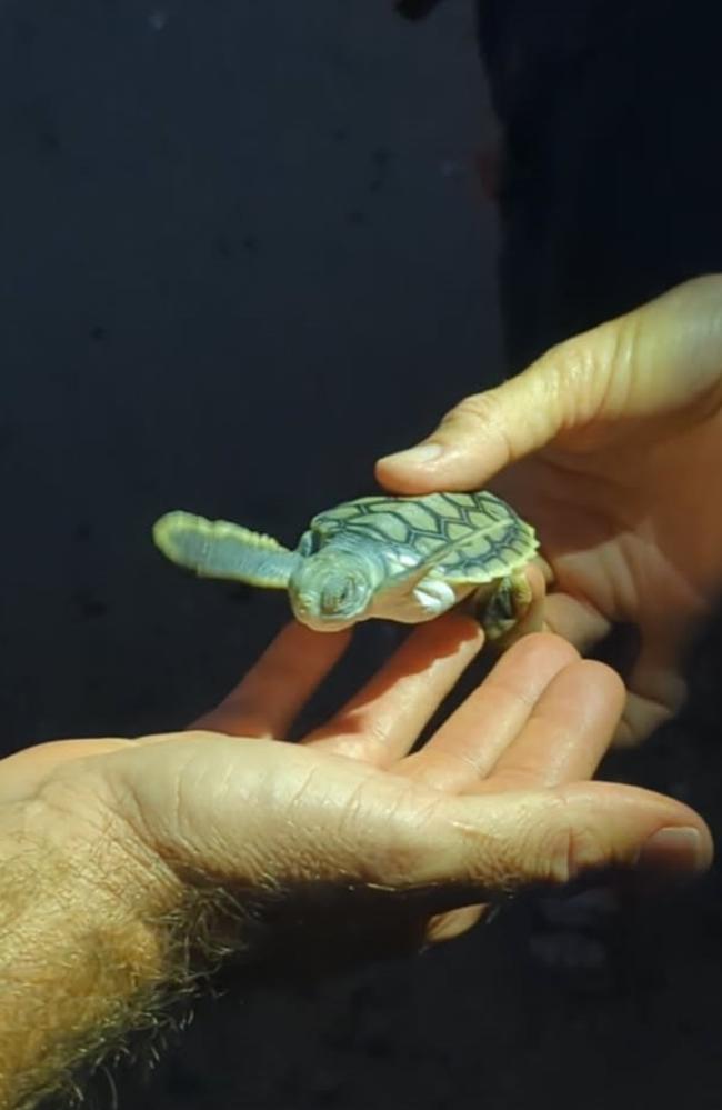 Bundaberg is abuzz after record turtle turnout for 2025, visitors across the state have travelled to experience the once in a lifetime event.