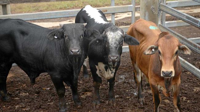 It was muddy underfoot at the Gracemere saleyards yesterday. Picture: Jann Houley