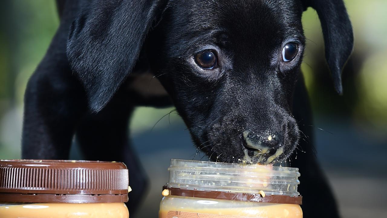 Feeding dogs hot sale peanut butter