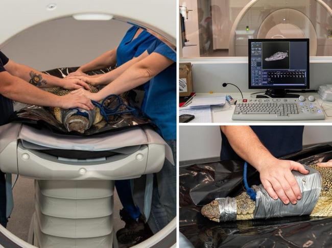 Howard Springs Veterinary Clinic now has the Territory’s first computerised tomography (CT) scanner. Pictures: Pema Tamang Pakhrin