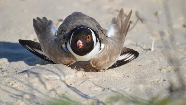 The hooded plovers have raised several chicks at the same beach over the years, but none have survived in the past three. Picture: Kerri Bartley, City of Onkaparinga