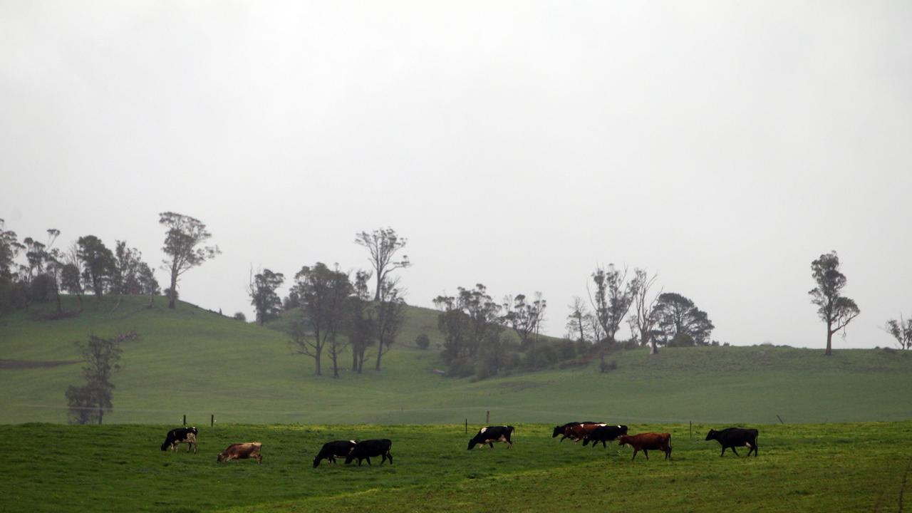 Forecasts for significant rain could save crops