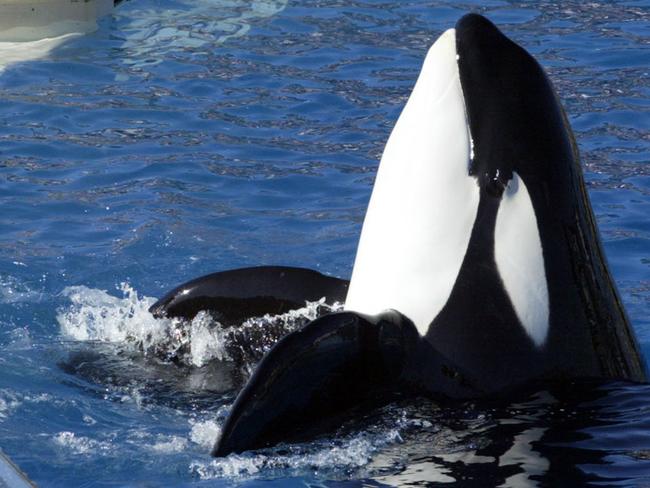 US case ... PETA brought an unsuccessful case invoking the US Constitution’s 13th Amendment abolishing slavery to gain freedom for orcas in captivity. Picture: Bizuayehu Tesfaye/AP