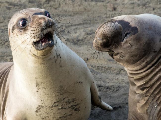 A young elephant seals appears aghast at his friend in George Cathcart’s “WTF?!” in San Simeon, Picture: George Cathcart/Barcroft Images