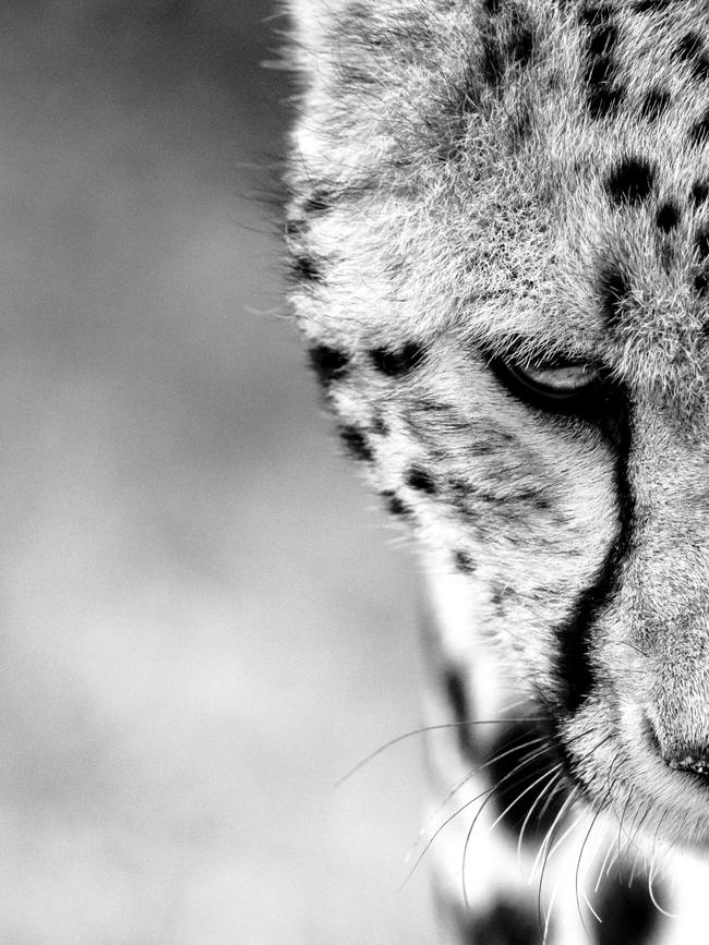 Benoit Bussard’s close up image of a cheetah in the Maasai Mara, Kenya. Picture: Benoit Bussard