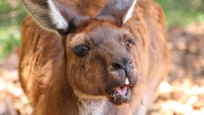 A toddler has been injured by a kangaroo at Glenwood.