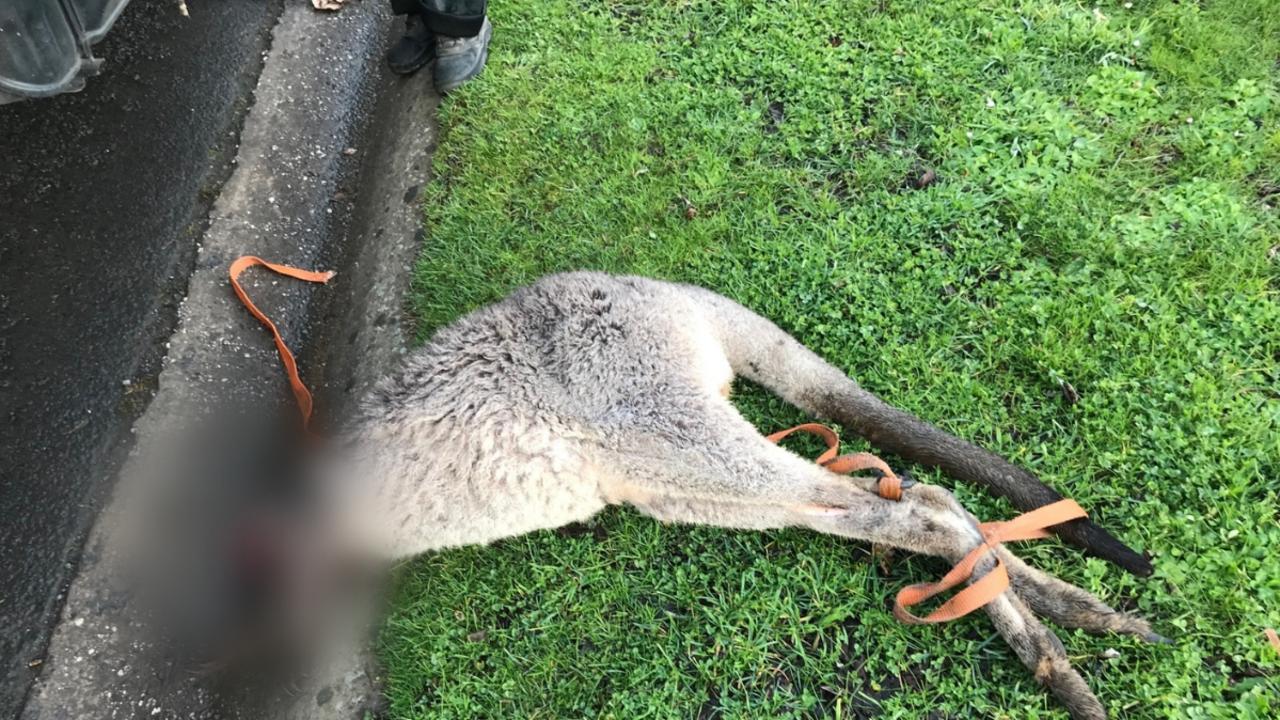 Authorities are hunting a person who allegedly decapitated and bound a kangaroo. Picture: Supplied.