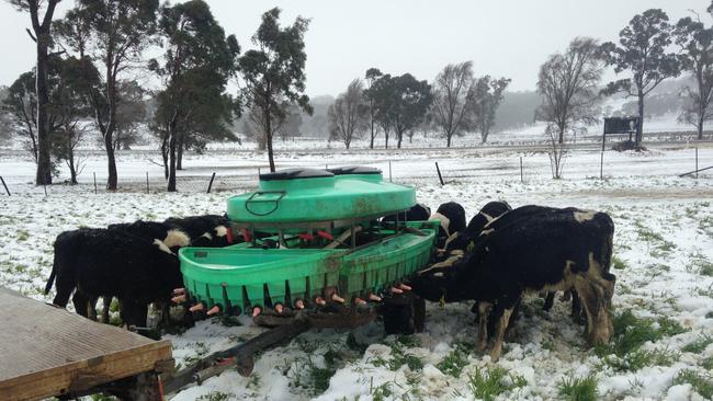 Snow at Walcha Dairy in NSW, Australia's highest altitude dairy farm. Pictures: Kaitlyn Polkinghorne