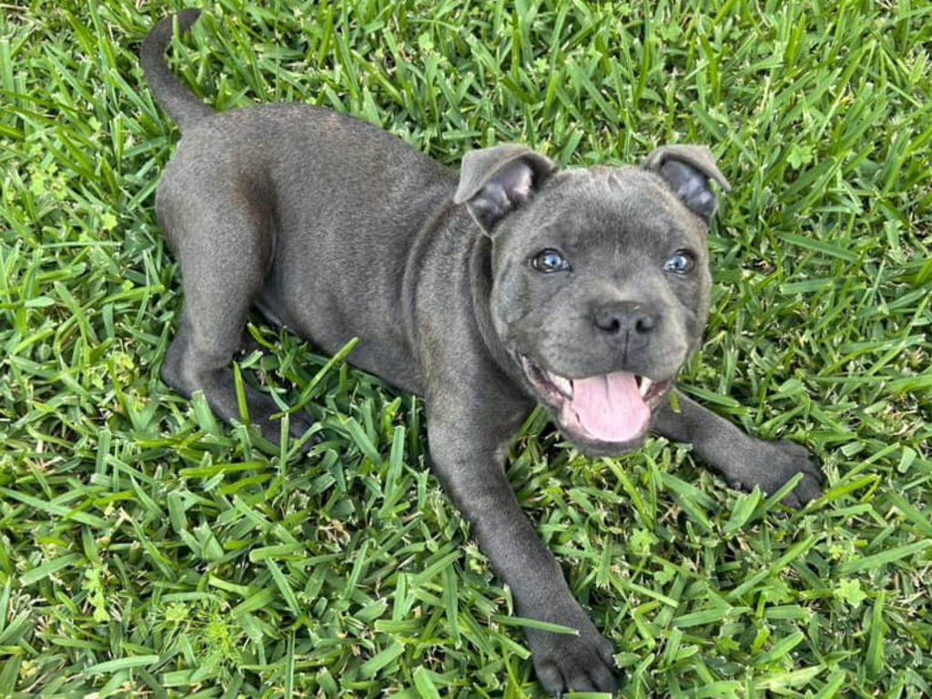 Boston: Megan Sheppard's 3 month old English Staffy.