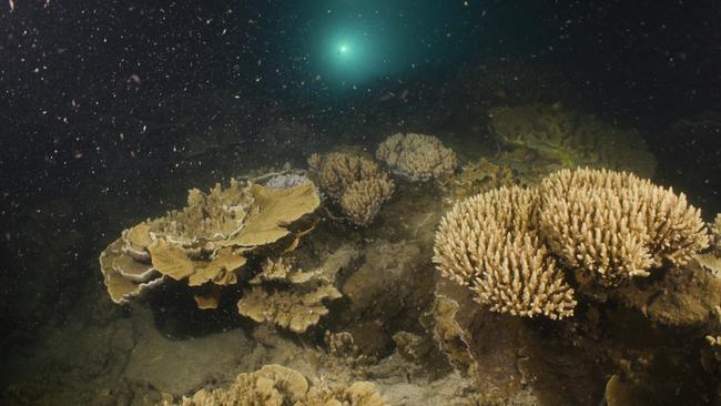 Corals releasing eggs and sperm into the water in Shark Fin Bay at Fitzroy Island off Cairns. Image: Calypso Productions.