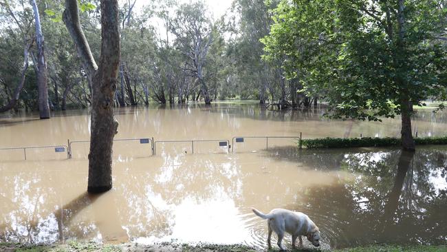 The flooded Ovens River is close to houses at Wangaratta. Picture: Alex Coppel.