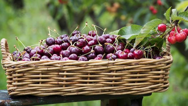 Difficult conditions have put a dampener on this year’s cherry crop. Picture: Rebecca Michael.