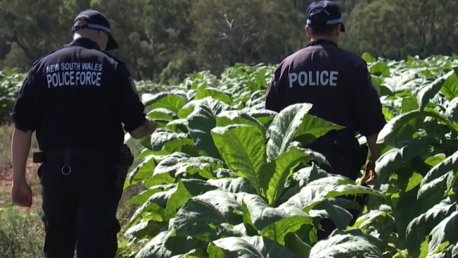 Police Bust $28 Million Illicit Tobacco Syndicate Following Plantation ...