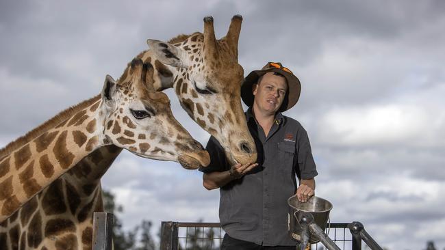 Cody Wentzel, Mogo Zoo senior lead keeper of carnivores and ungulates, tends to Oni and Mtundu. Picture: Gary Ramage