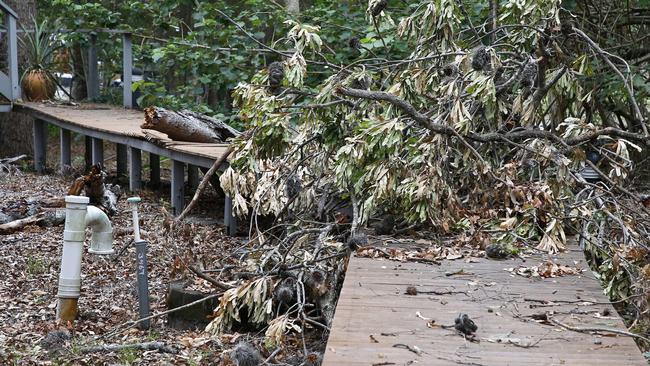 Couran Cove residents have been without water, electricity, and other services for several days due to legal and body corporate disputes. A broken tree blocks a walkway. Picture: Tertius Pickard