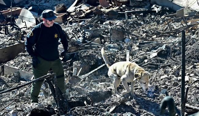 A cadaver dog, from the Los Angeles County Sheriff, sniffs through the rubble of beachfront properties destroyed by the Palisades Fire along Pacific Coast Highway in Malibu, California