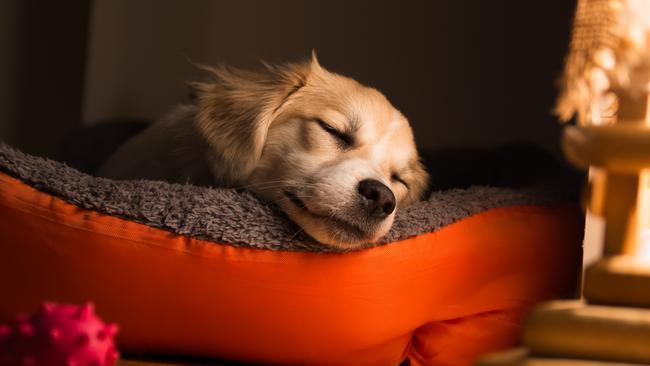 The very best products to look after your pets this summer.Picture: iStock.