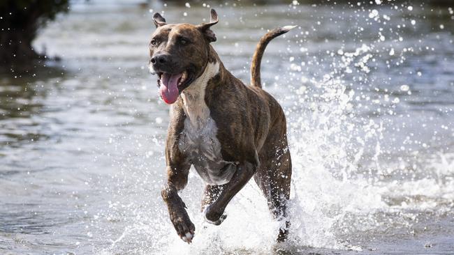 Five-year-old Ghana enjoys Nudgee Beach during the off-leash trial. Picture: Renae Droop