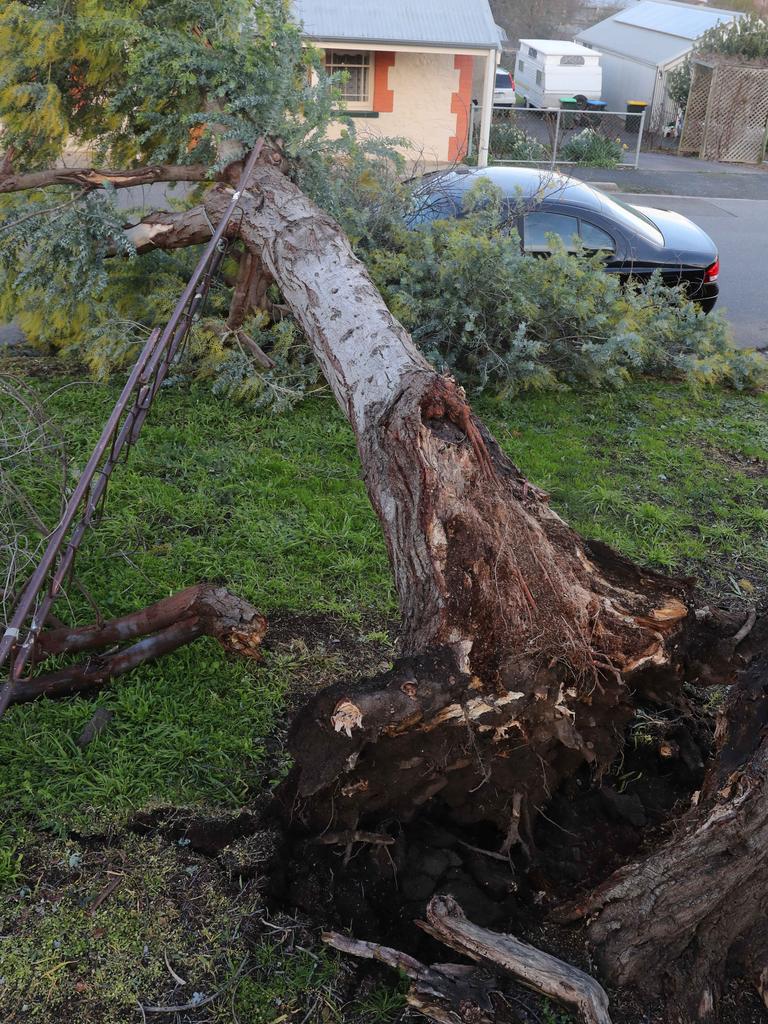 An uprooted tree fell onto a car in Elizabeth Street, Woodside Picture: Simon Cross