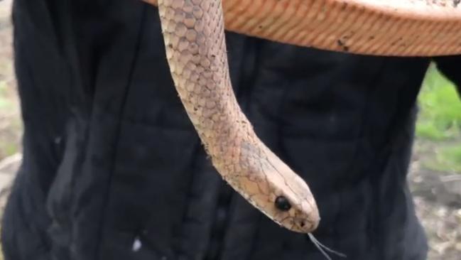 Snake Catchers Adelaide with an eastern brown snake at a Normanville property. Picture: Facebook / Adelaide Snake Catchers