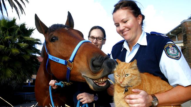 Trooper Ed is the NSW Mounted Police cat who has become an internet sensation. Picture: John Appleyard