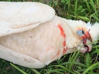 The birds lay dying on a soccer oval by a school in Adelaide.