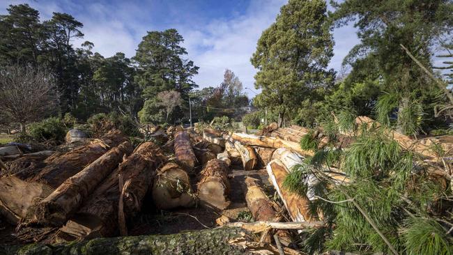 Last week’s storms brought down trees. Picture: NCA NewsWire / Wayne Taylor