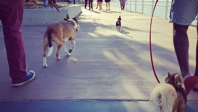 Dogs on leads while walking along the Sandgate waterfront. Picture: Renee McKeown