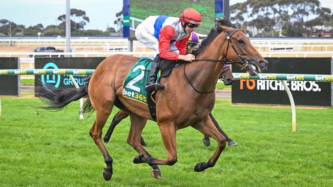 Former Kiwi galloper Riproar can continue the unbeaten start to his autumn in Saturday’s Mornington Guineas. Picture: Racing Photos via Getty Images.