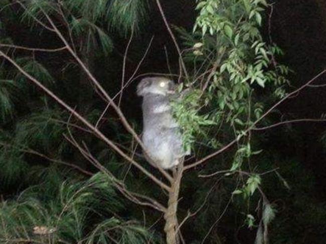 A koala was spotted at the Watagan State Forest on September 13, 2014.