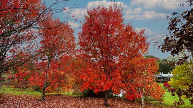 Autumn colour in the garden