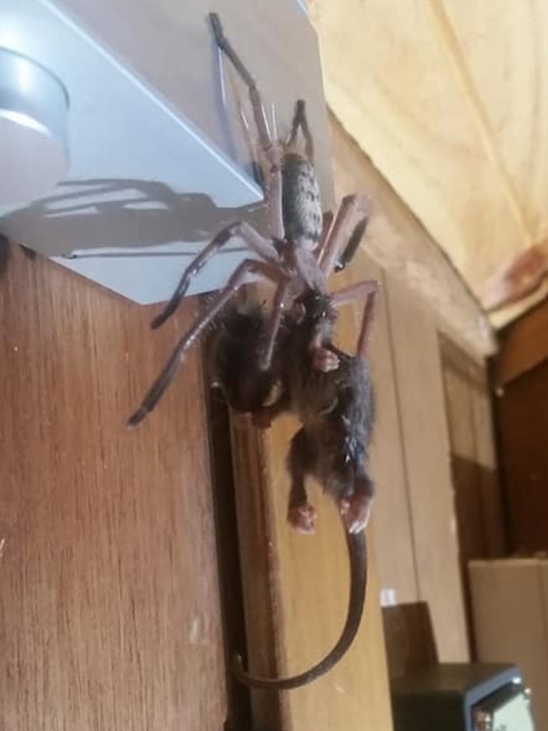 Australian huntsman spider eats pygmy possum in cabin at Mt Field ...