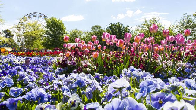 Floriade, Australia's celebration of spring, which transforms Commonwealth Park into a tapestry of colour has been cancelled for. 2020 Picture: VisitCanberra