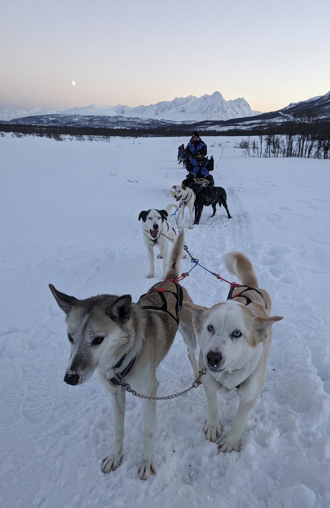 The dogs couldn’t wait to get out there. Picture: news.com.au