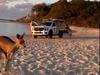 Wallaby damned! Swimming roo gatecrashes Straddie beach picnic