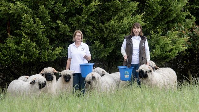 Diane Kilduff and Jane Lauber with their Valais Blacknose sheep at Yarrambat. Picture: Zoe Phillips