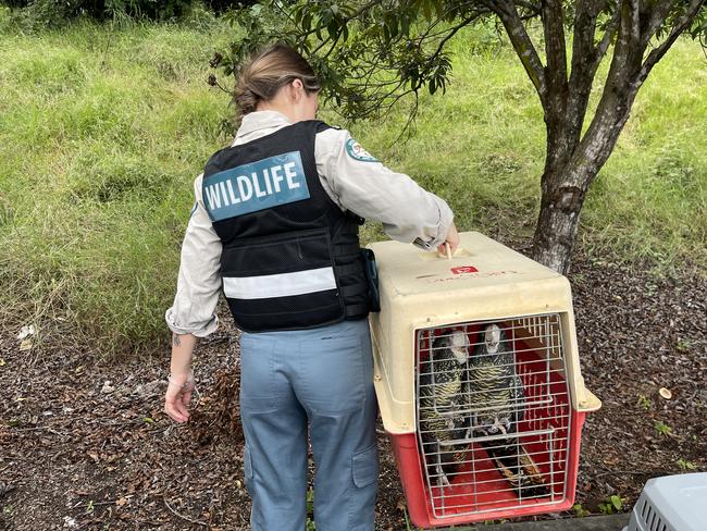 Wildlife officers seized three red-tailed black cockatoos after an investigation concluded the seller did not have any lawful authority.