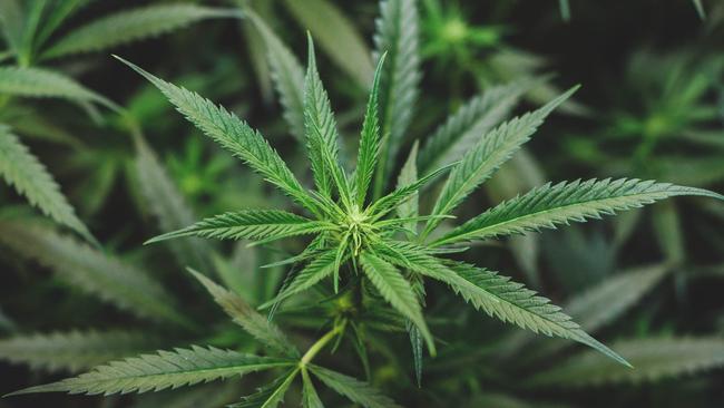 generic cannabis. PIcture: Istock